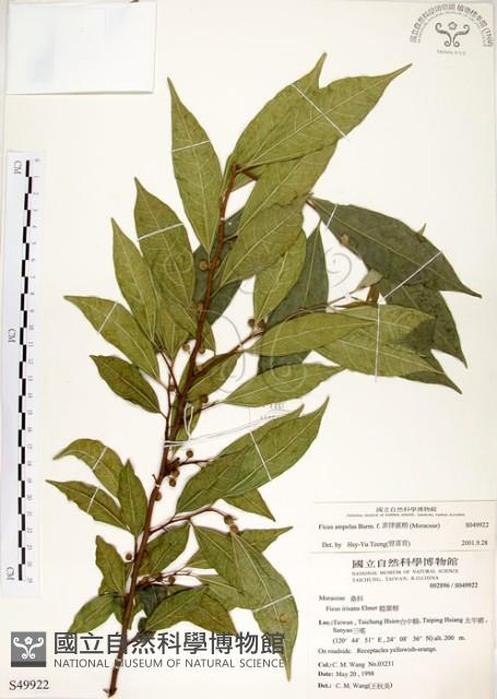 菲律賓榕藏品圖，第1張