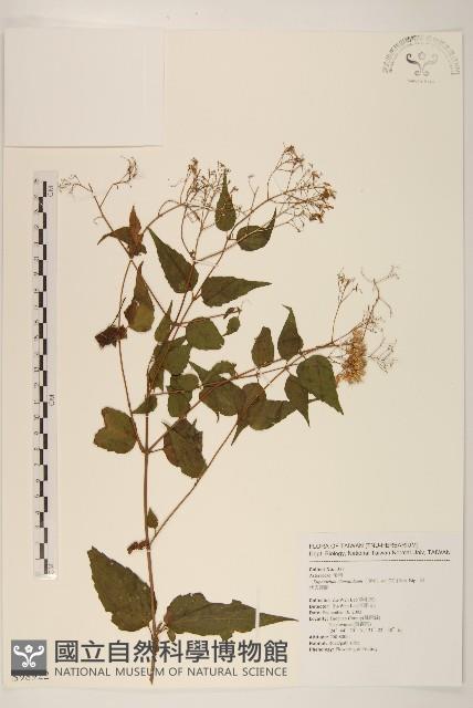 田代氏澤蘭藏品圖，第1張