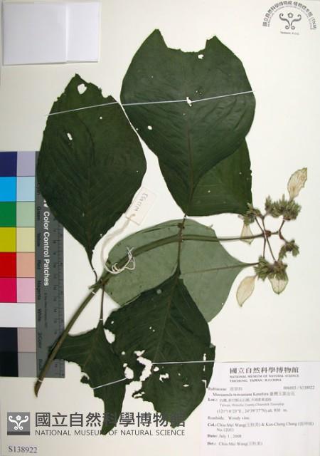 臺灣玉葉金花藏品圖，第1張