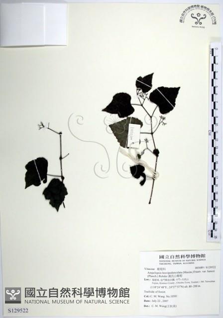 漢氏山葡萄藏品圖，第1張