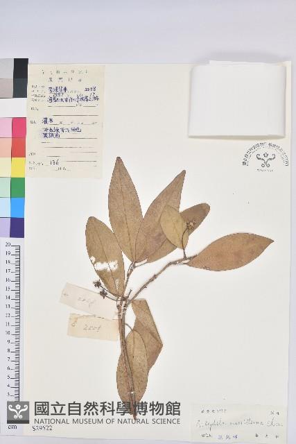 喜光花藏品圖，第1張