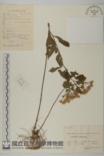 微糙三脈紫菀藏品圖，第1張