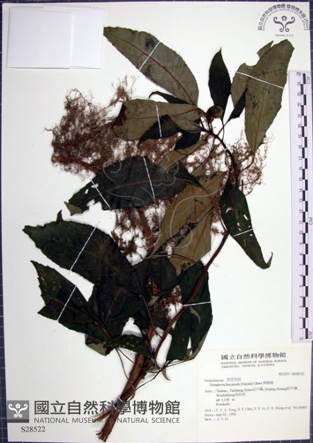 角桐草、台灣半蒴苣苔藏品圖，第1張