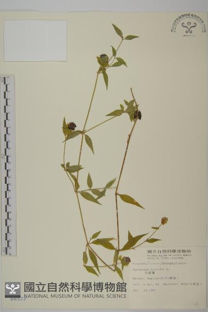 狗筋蔓藏品圖，第1張