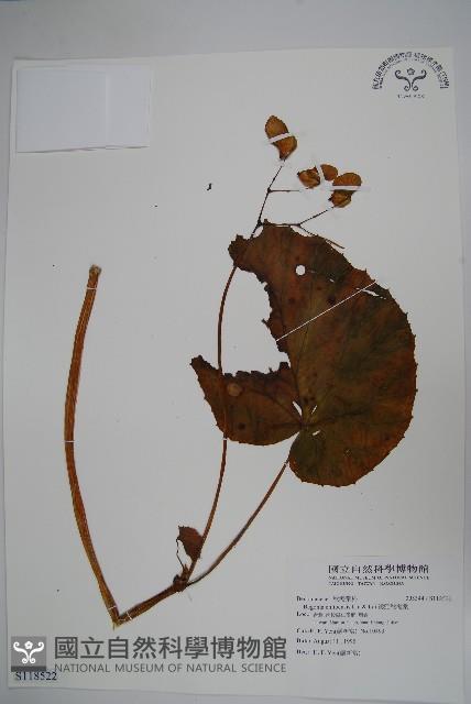 溪頭秋海棠藏品圖，第1張