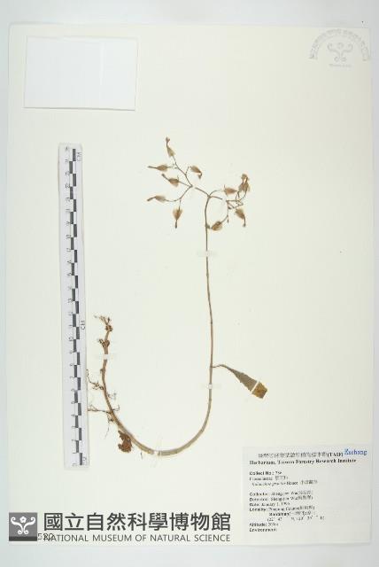 小燈籠草、大還魂藏品圖，第1張