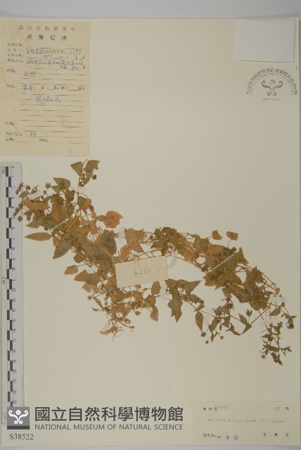 牛繁縷藏品圖，第1張