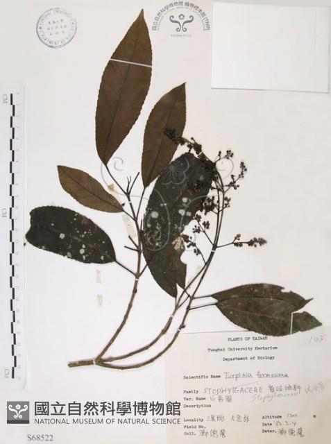 山香圓藏品圖，第1張