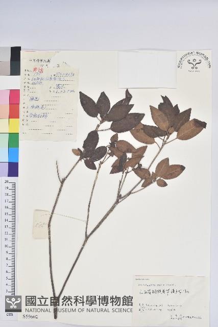 馬銀花藏品圖，第1張