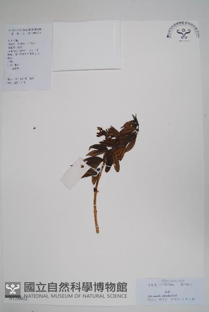 黃蟬藏品圖，第1張