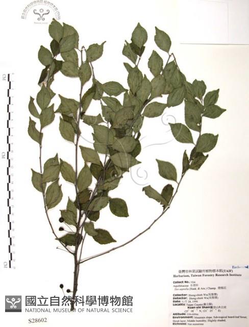 燈稱花、烏雞骨藏品圖，第1張