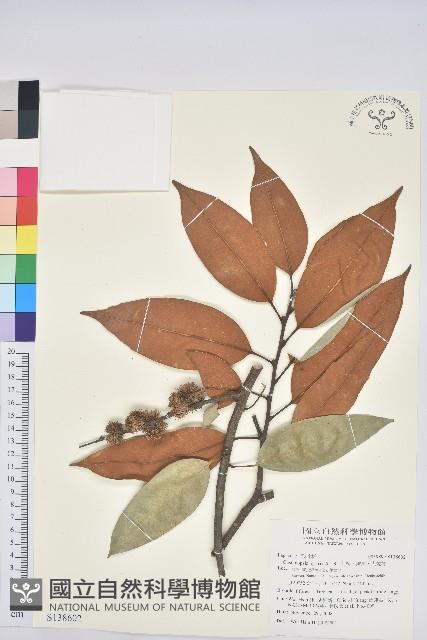 刺栲、鉤栗、火燒柯藏品圖，第1張