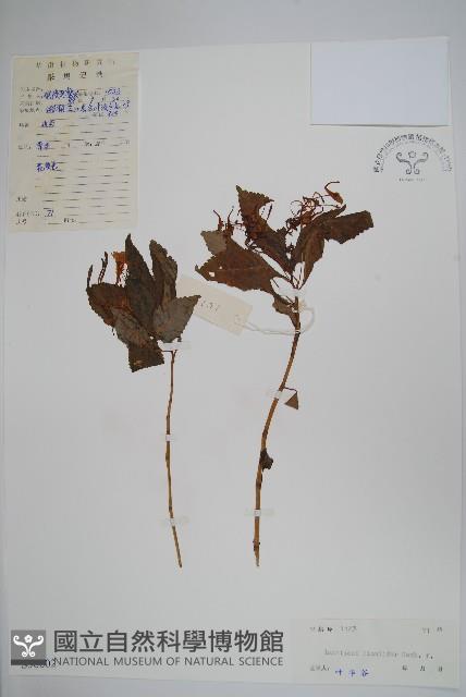 黃金鳳藏品圖，第1張