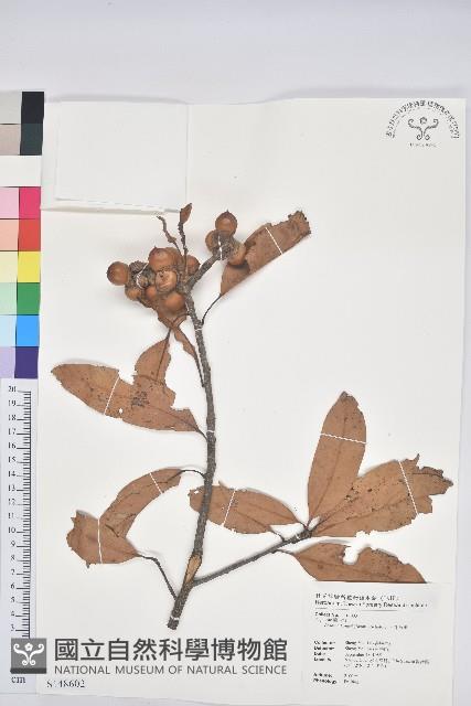 三斗石櫟藏品圖，第1張