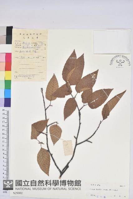 亮葉水青岡藏品圖，第1張