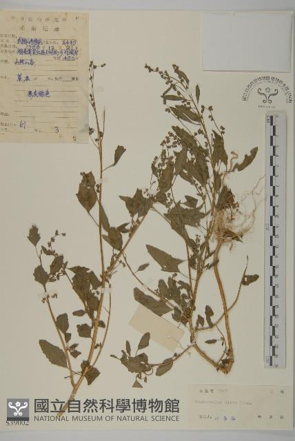 藜、灰藜藏品圖，第1張