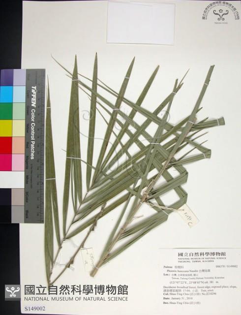 台灣海棗藏品圖，第1張