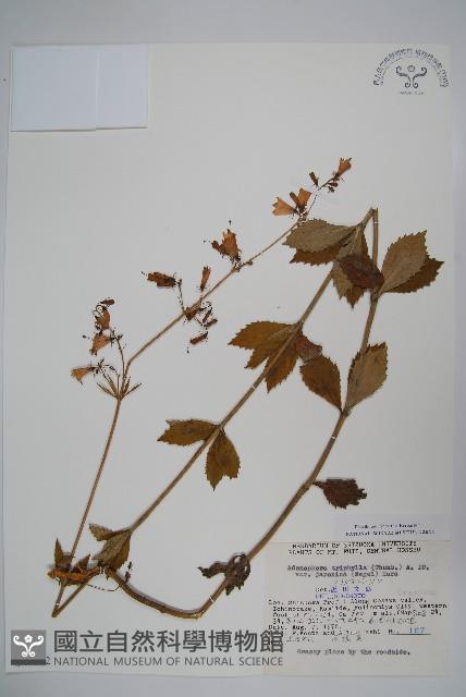 登錄號:S049002藏品圖，第1張