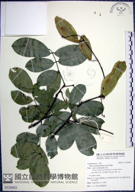 疏花魚藤藏品圖，第1張