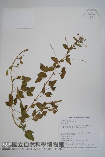 平伏莖白花菜、成功白花菜藏品圖，第1張