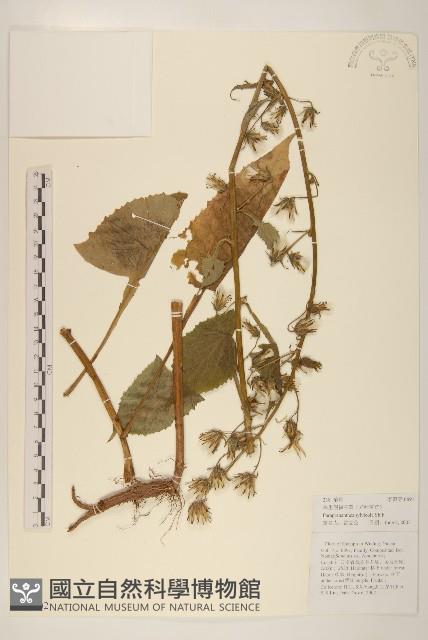 林生假福王草藏品圖，第1張