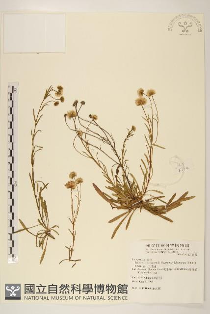 福山氏飛蓬藏品圖，第1張