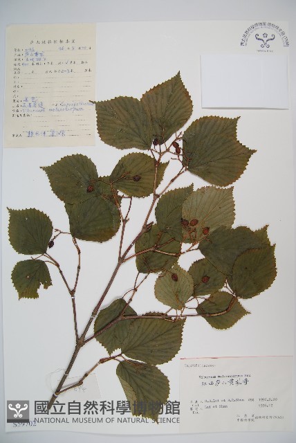 黑果莢迷藏品圖，第1張