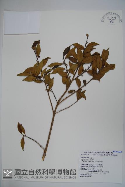 早田氏冬青藏品圖，第1張