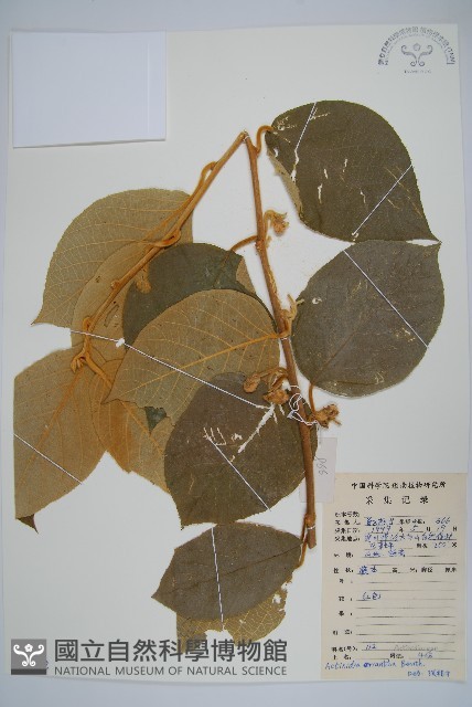 毛花楊桃藏品圖，第1張