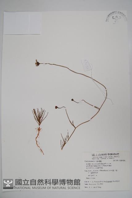 松葉雞蛋參藏品圖，第1張