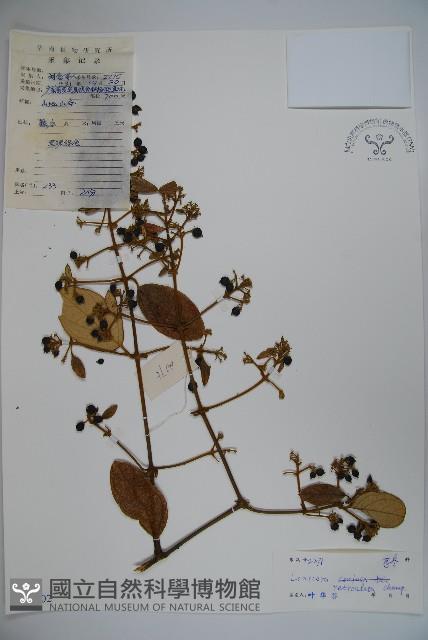 皺葉忍冬藏品圖，第1張