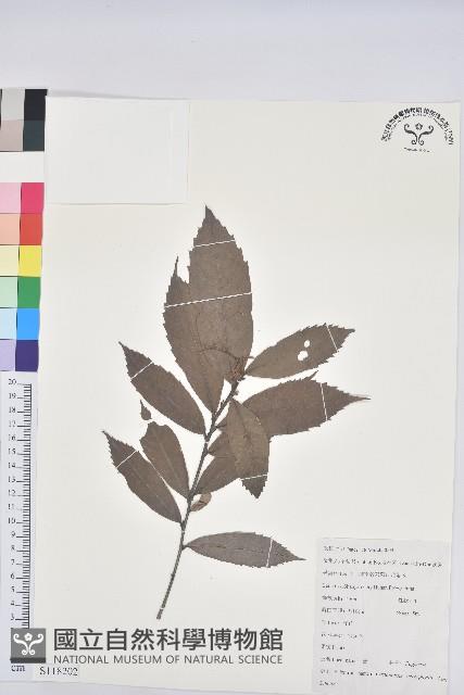 苦櫧栲藏品圖，第1張