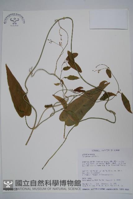 通天蓮藏品圖，第1張