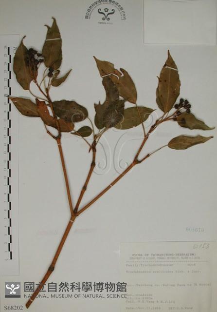 昆欄樹藏品圖，第1張