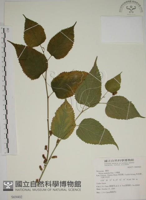 小桑樹藏品圖，第1張