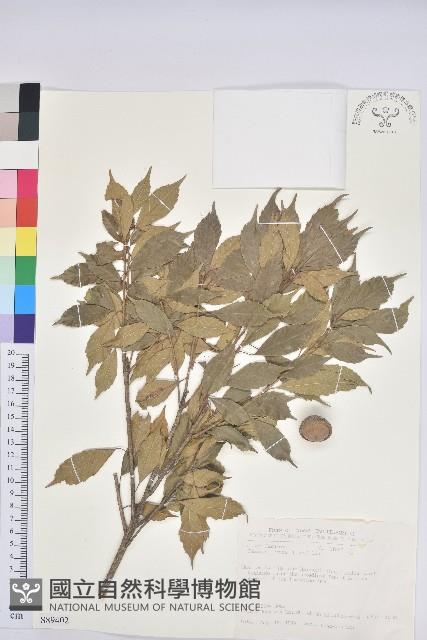 後大埔石櫟、煙斗石櫟藏品圖，第1張