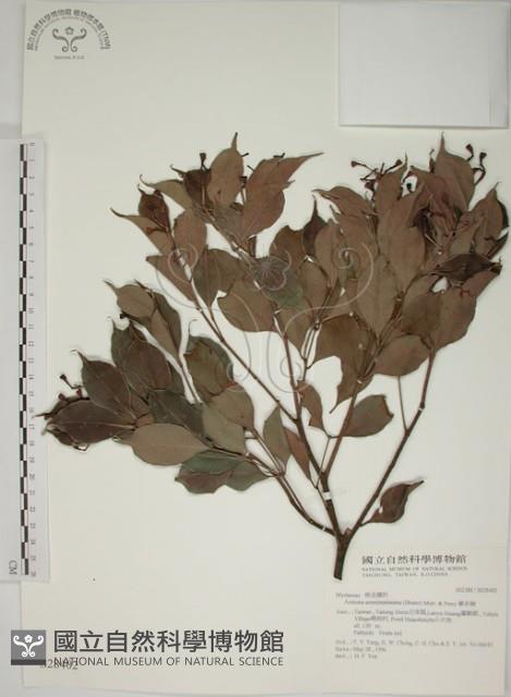 賽赤楠藏品圖，第1張