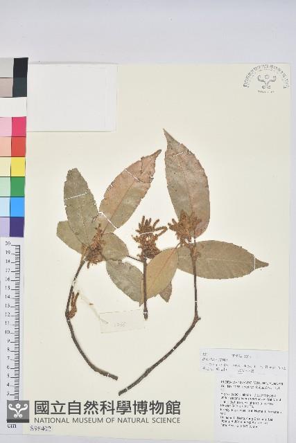 滇石櫟藏品圖，第1張