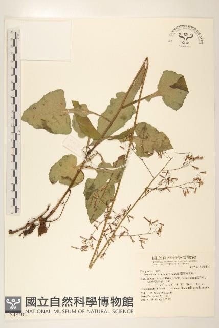 臺灣福王草藏品圖，第1張