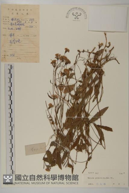 小葉一點紅藏品圖，第1張