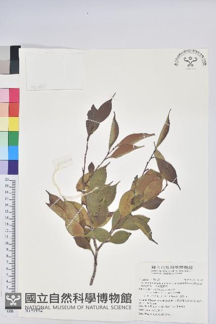 珍珠花、長尾葉越橘藏品圖，第1張