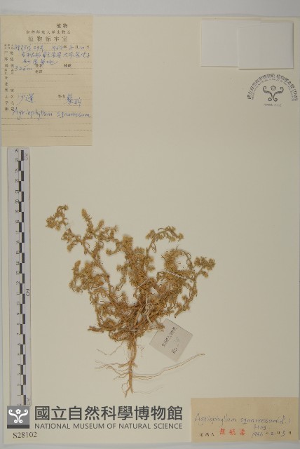 沙蓬藏品圖，第1張