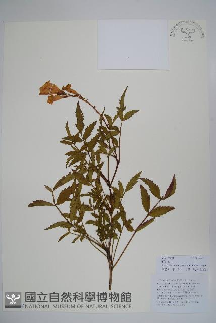 毛子草藏品圖，第1張