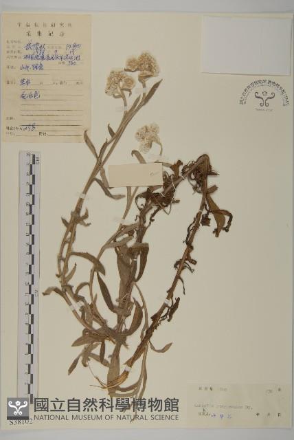 登錄號:S038102藏品圖，第1張