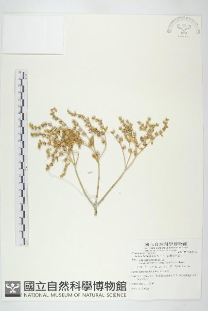 台灣佛甲草、石板菜藏品圖，第1張