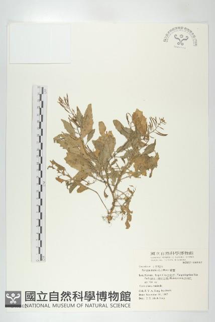 葶藶藏品圖，第1張