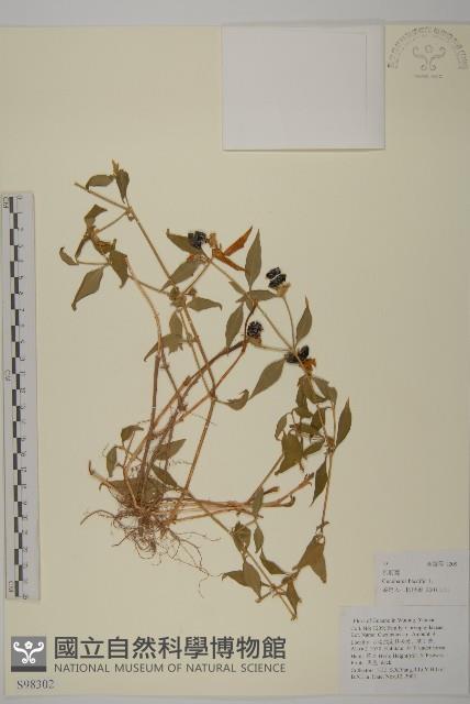 狗筋蔓藏品圖，第1張