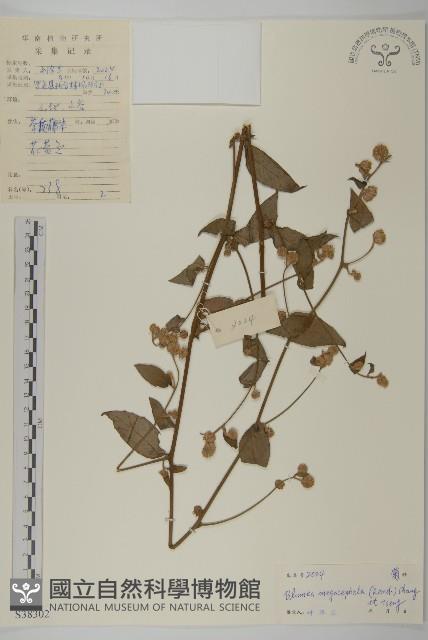 大頭艾納香藏品圖，第1張