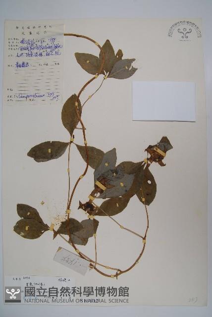 羊乳、四葉參藏品圖，第1張