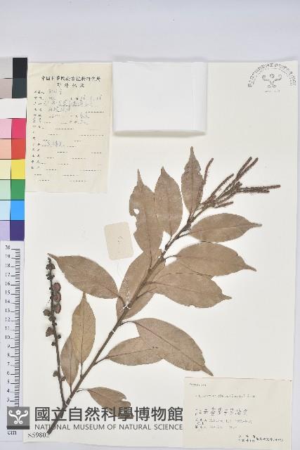 子彈石櫟藏品圖，第1張